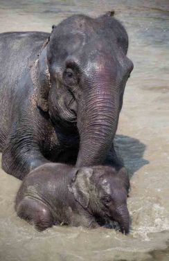 Mother and Baby Elephant, Kaziranga National Park