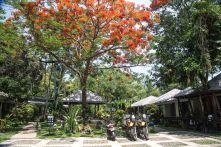 Flame Trees at our Guesthouse in Pai
