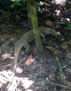 Monitor Lizard, seen on our jungle hike in Taman Negara
