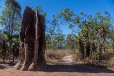Catherdral Termite Mounds
